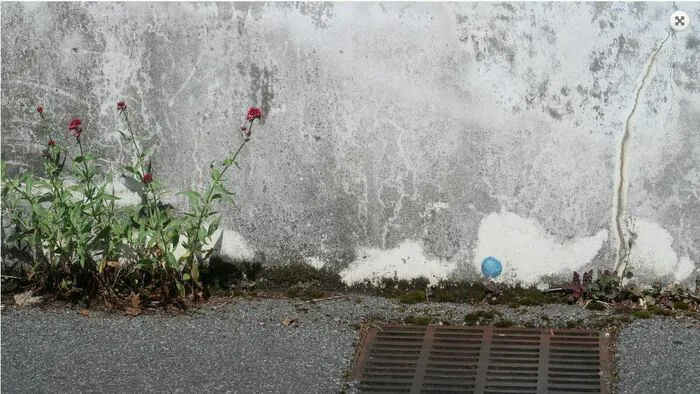 Exposition : « Les plantes sauvages dans nos rues » Parc du Sarrat Dax