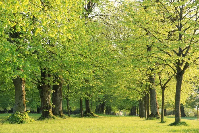 Empruntez un circuit reliant les hauts lieux du patrimoine historique bouxiérois Pelouse des Dames Bouxières-aux-Dames