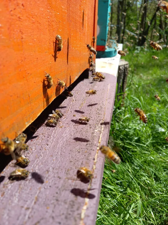 Animations sur les abeilles Place de la Mairie Bois-de-la-Pierre