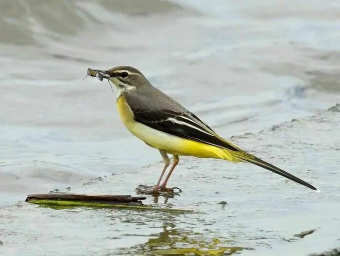 Découverte des oiseaux du lac de Créteil Pointe du Lac Créteil