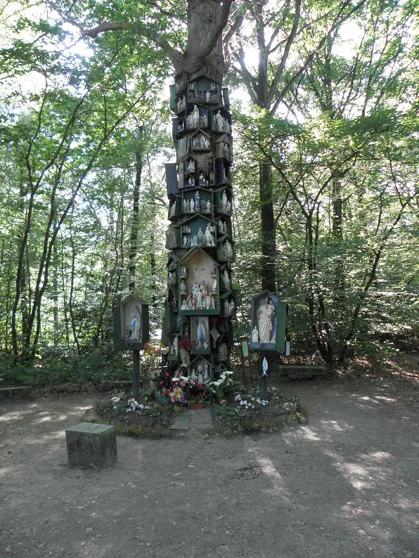 Photo du Chêne à la Vierge prise avant l'incendie de 2018