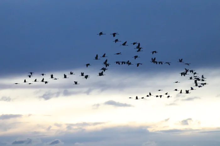 Visite commentée "Itinérance animale" Réserve naturelle nationale de camargue Arles