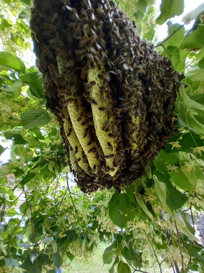 Conférence sur les abeilles Salle polyvalente Rieux-Volvestre