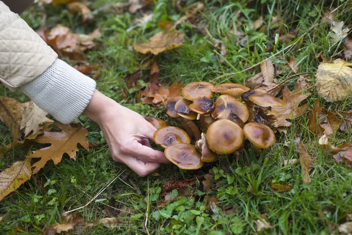 Animation : sortie champignons Trait d'Union Moustoir-Ac