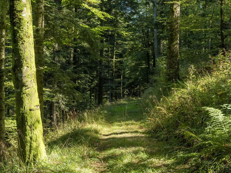 Circuit VTT B01 Vers le Hohbühl Muhlbach-sur-Bruche Grand Est