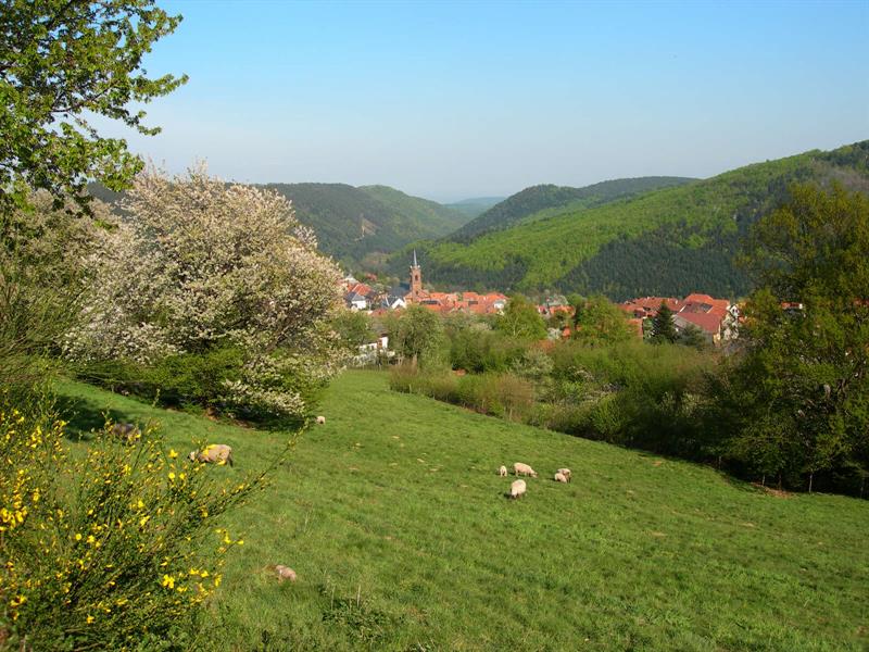 Circuit VTT C05 De la côte 1000 vers Grendelbruch Rothau Grand Est
