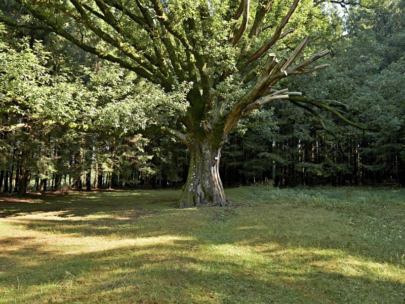 Circuit VTT C06 Des Quelles à Fréconrupt Rothau Grand Est