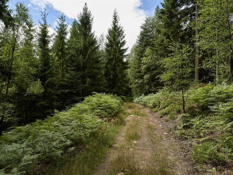 Circuit VTT C12 Du château de Salm au col du Hantz Saint-Blaise-la-Roche Grand Est
