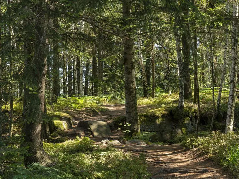 Circuit VTT C13 Boucle depuis Schirmeck via Les Minières et les contreforts du Donon Schirmeck Grand Est