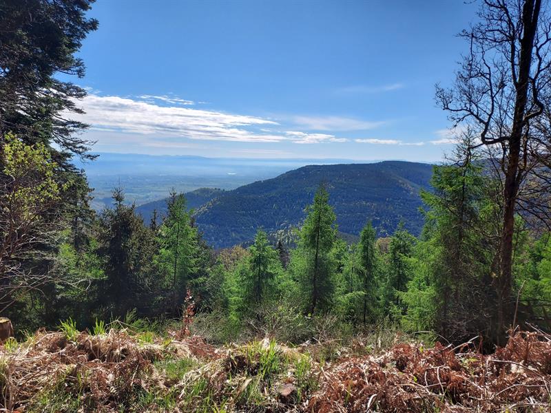 Circuit de la Tour au Mont Ottrott Grand Est