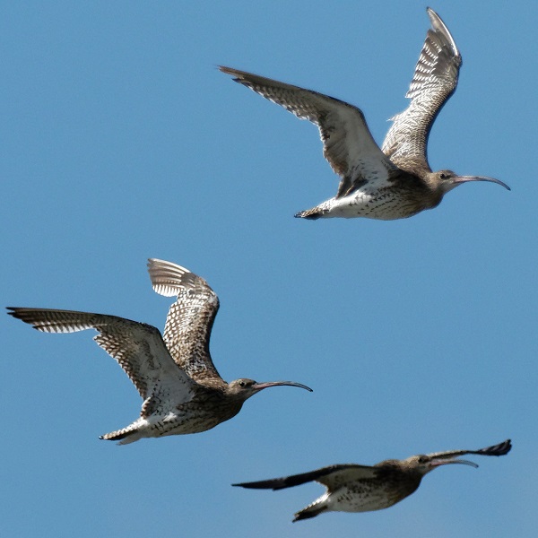 Conférence sur les oiseaux hivernants