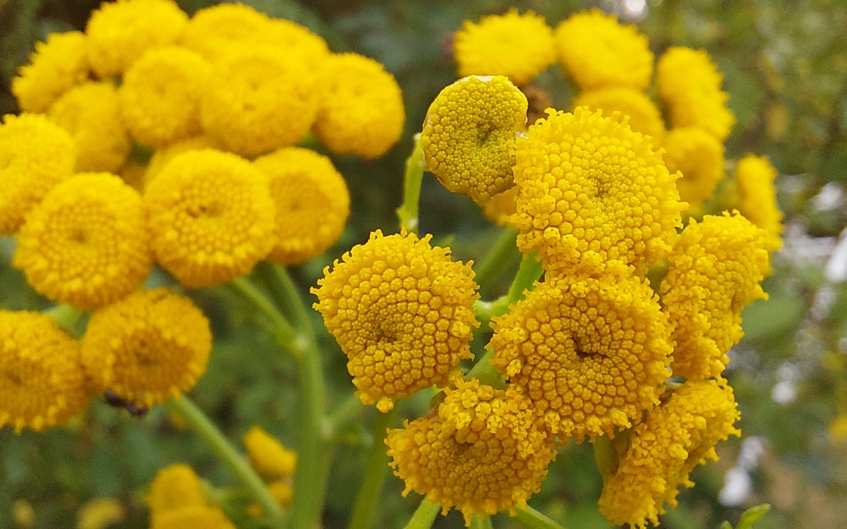 Balade botanique : plantes sauvages