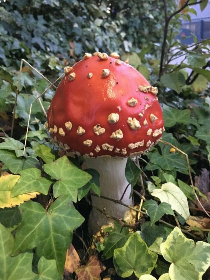 Balade nature : champignons ! centre ville de Chantepie Chantepie