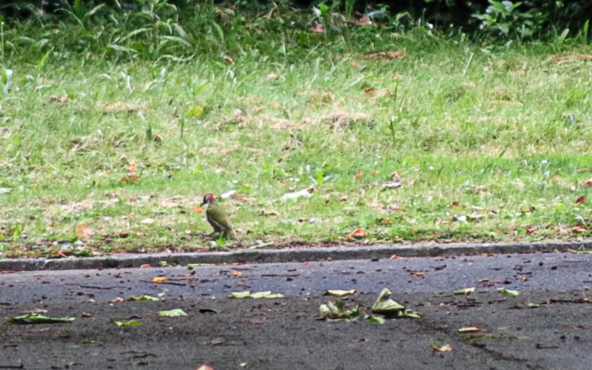 Balade photo les oiseaux Cimetière parisien d’Ivry Ivry-sur-Seine