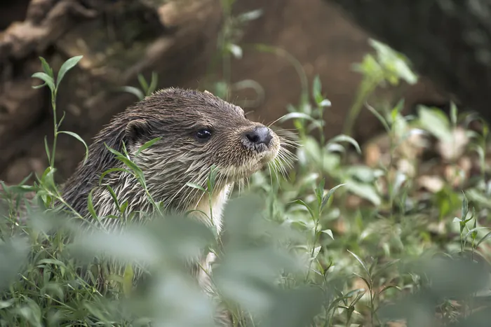 Circuit : à la recherche de la loutre d'Europe Barrage de Pinet Viala-du-Tarn