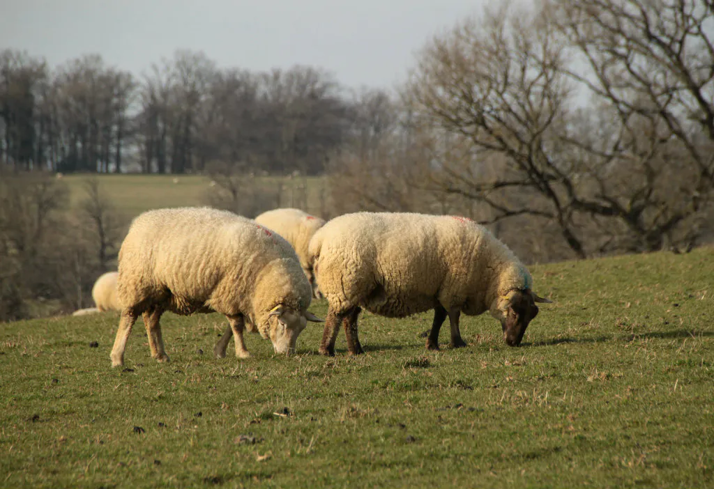 61ème foire nationale de reproducteurs ovins de Bellac