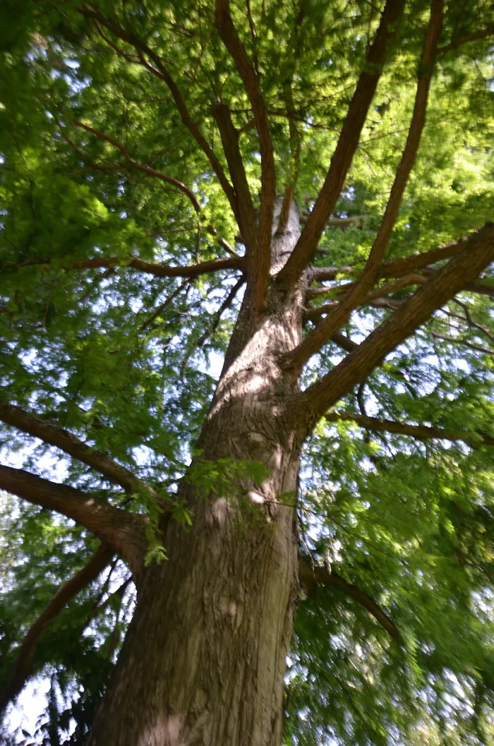 Les arbres remarquables du Parc Jouvet Champ de Mars de Valence Valence