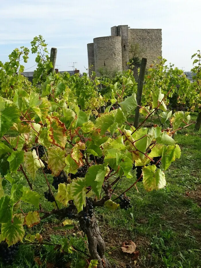 Promenez-vous dans un clos de vignes en plein centre-ville Clos Pascreau Lemiale Thouars