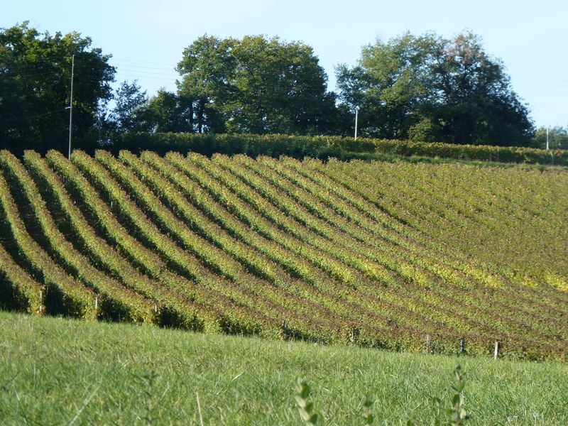 Châteaux et vignobles du Madiran (cyclotourisme) Lembeye Nouvelle-Aquitaine