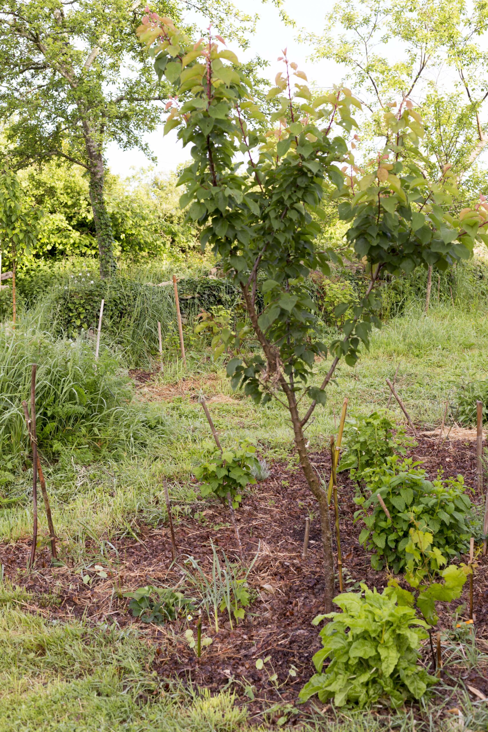 Concevoir son jardin-forêt