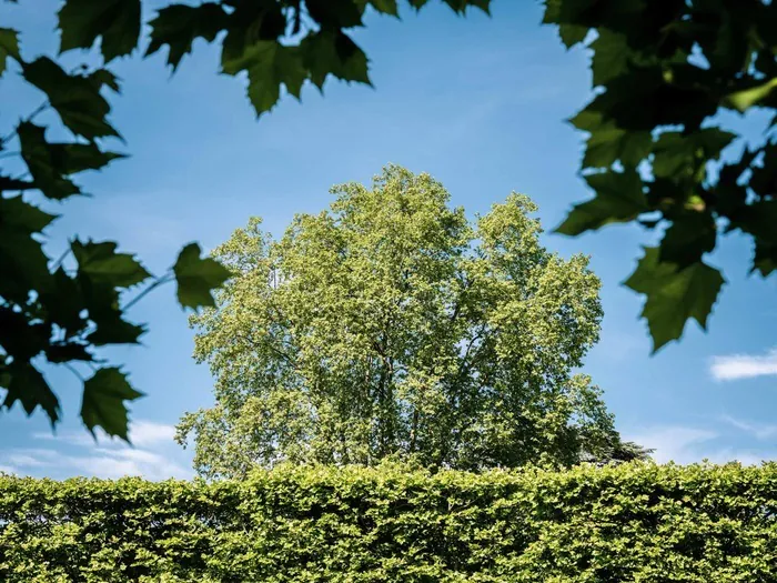 Le grand voyage des arbres. Visite dans les jardins et le domaine national du château de Pau Domaine national du château de Pau Pau