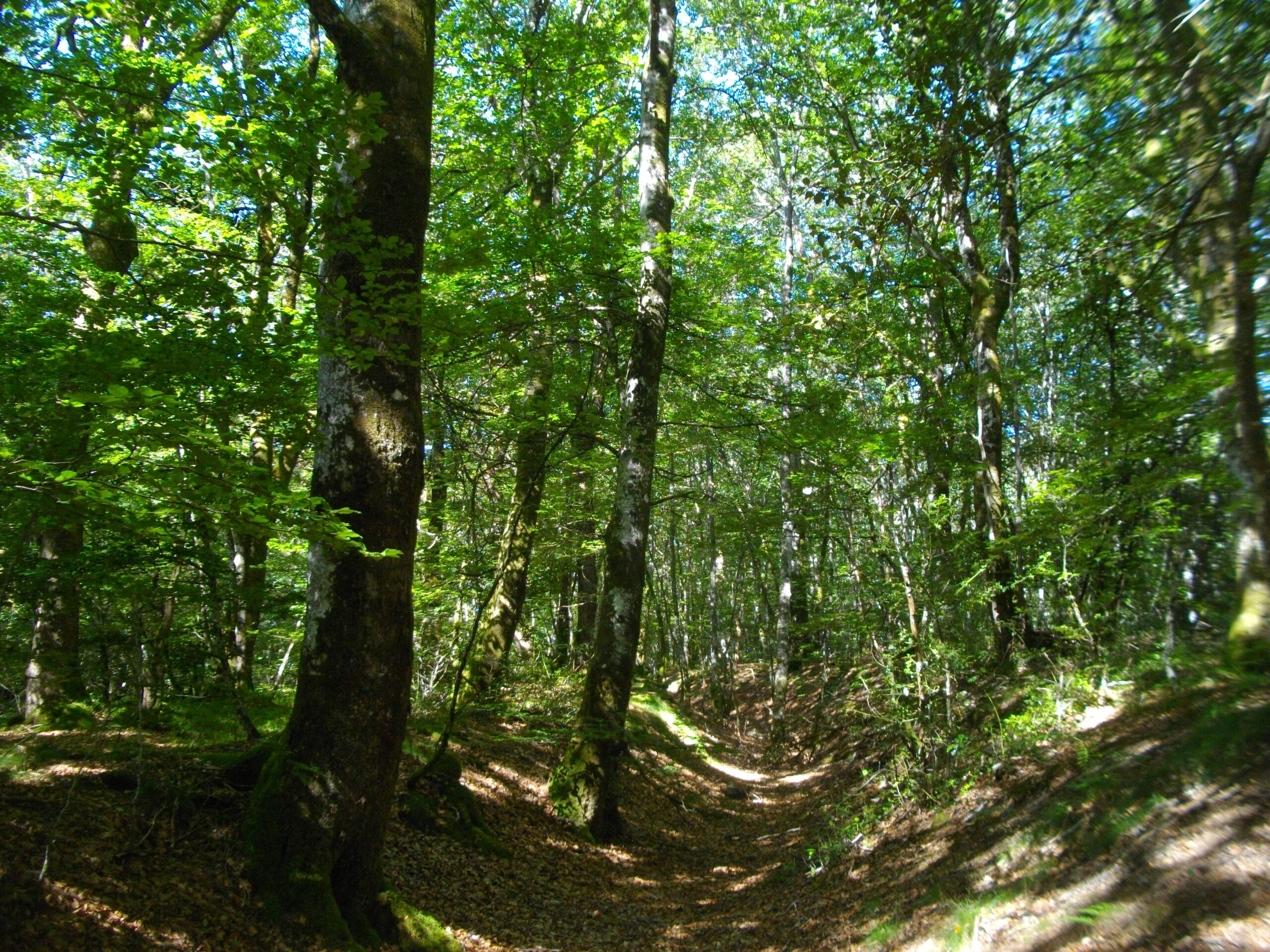 Le Peux des Faux Saint-Oradoux-de-Chirouze Nouvelle-Aquitaine