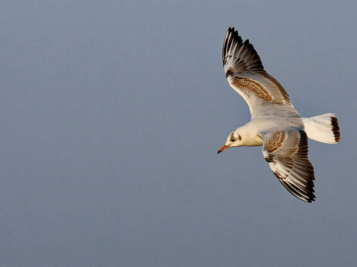 SORTIE LPO OISEAUX MARINS ET CIE