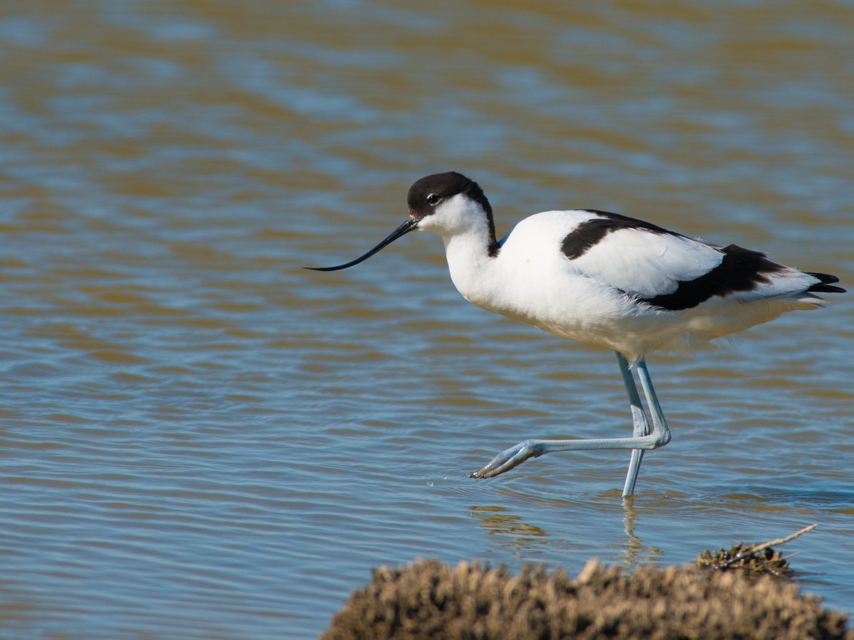 SORTIE LPO ENTRE LAGUNES ET GARRIGUES