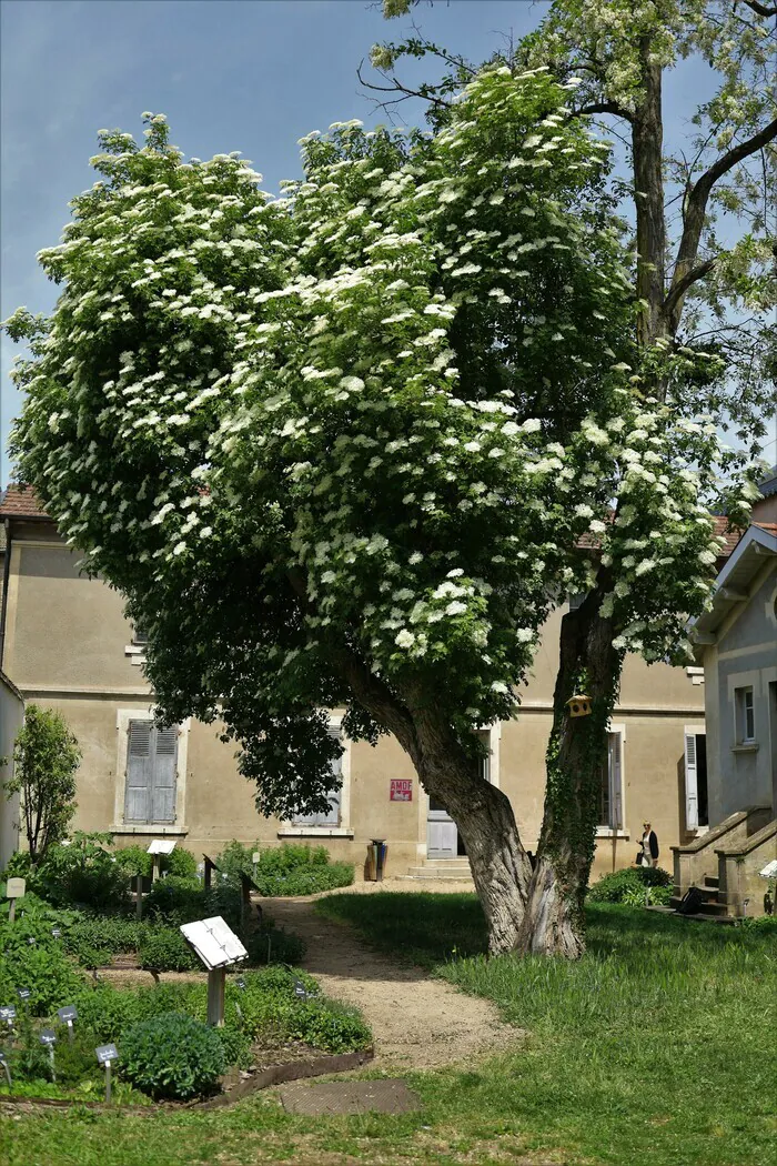 Visite libre du jardin de simples de l'Hôtel-Dieu Hôtel Dieu de Belleville Belleville-en-Beaujolais