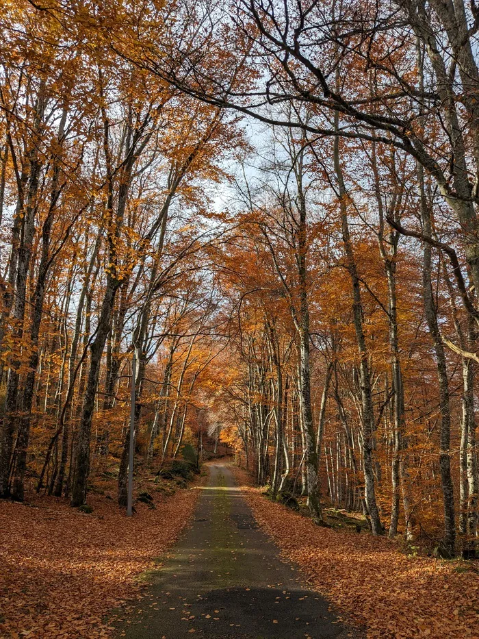 Visite guidée de la Hêtraie La hêtraie La Vacherie