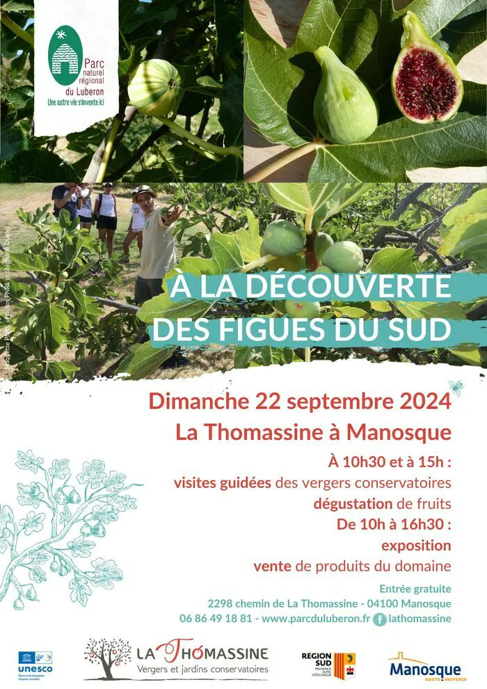 A la découverte des figues du Sud à la Thomassine la Thomassine Vergers et jardins conservatoires Manosque