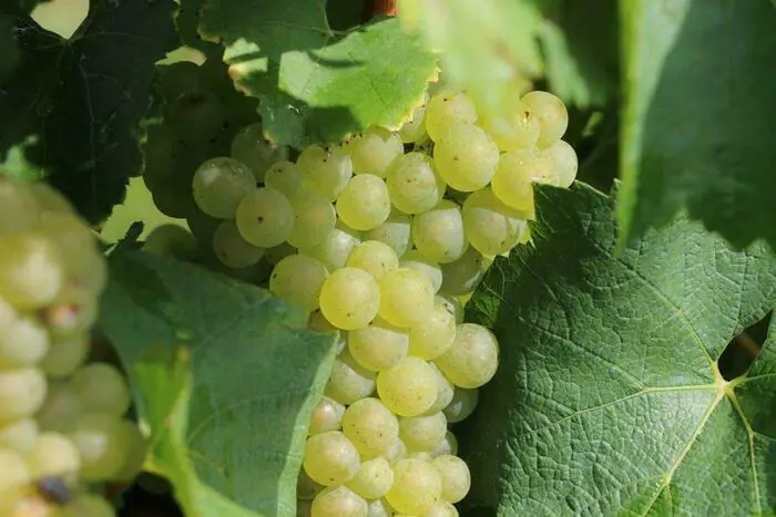 Visite guidée des vignes et du chai des vins des coteaux de l'Escaut La vigne du coteau de l'Escaut Valenciennes