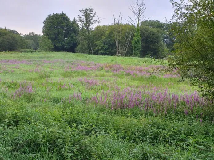 lagune chevaigne rennes