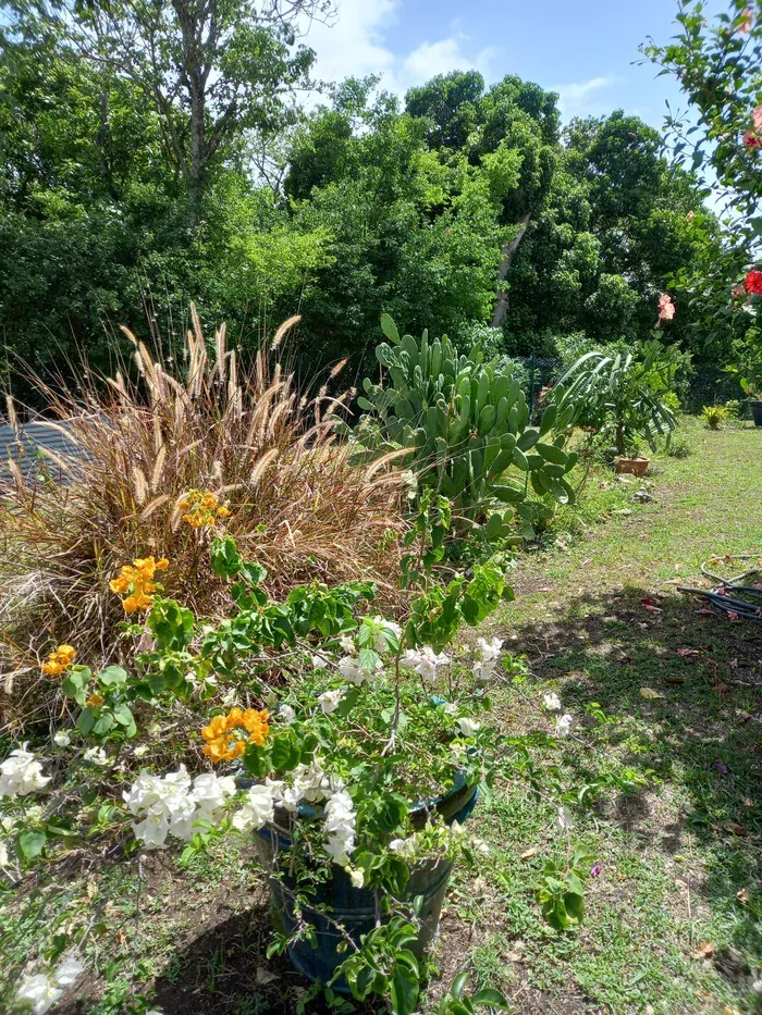 Patrimoine et  Mémoire des plantes endémiques de Guadeloupe Le Jardin des Anges Le Moule