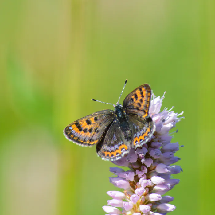 Exposition « Le Parc terre de Pollinisation » Maison de la Faune Murat