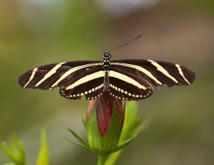 Exposition Manip'papillon