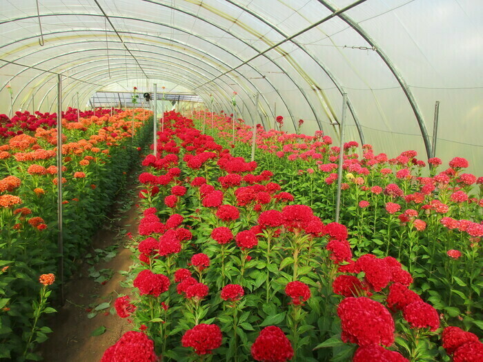 Visite d’une exploitation horticole ollioulaise musée de la fleur Ollioules