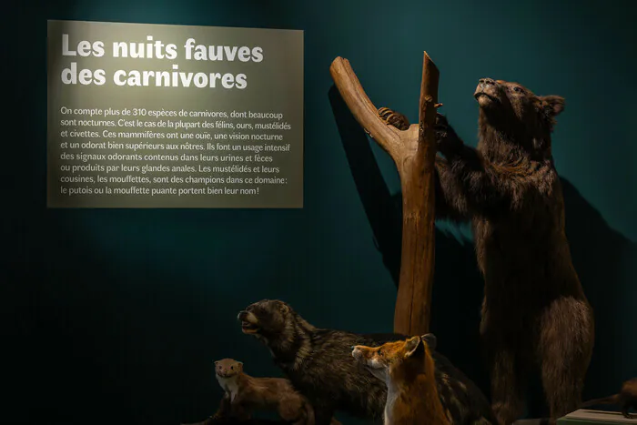 En route pour la nuit Musée muséum départemental des Hautes-Alpes Gap