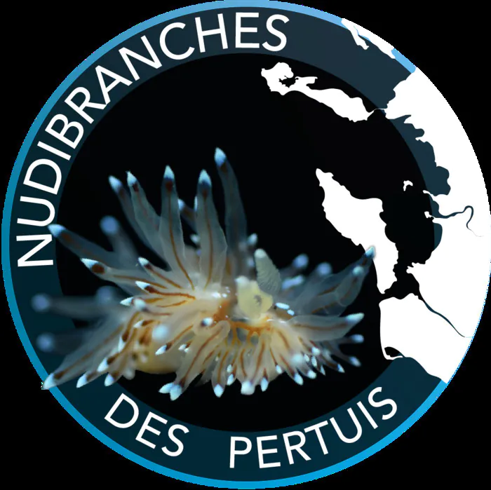 Exposition : « Nudibranches des pertuis » Muséum d'Histoire Naturelle La Rochelle