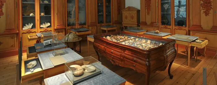 Présentation du cabinet Lafaille au muséum d'Histoire Naturelle Muséum d'Histoire Naturelle La Rochelle