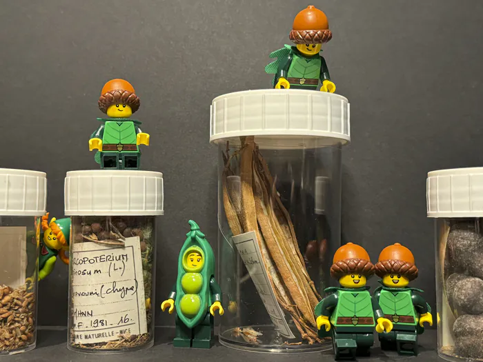 Petite histoire de la biodiversité : quand les Lego® s’en mêlent ! Muséum d'Histoire Naturelle Nice