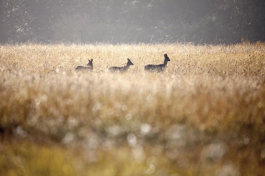 EXPOSITION COLLECTIVE DE PHOTOGRAPHIES EXPRIME TA NATURE ! DE CLAUDE DAVIGNON