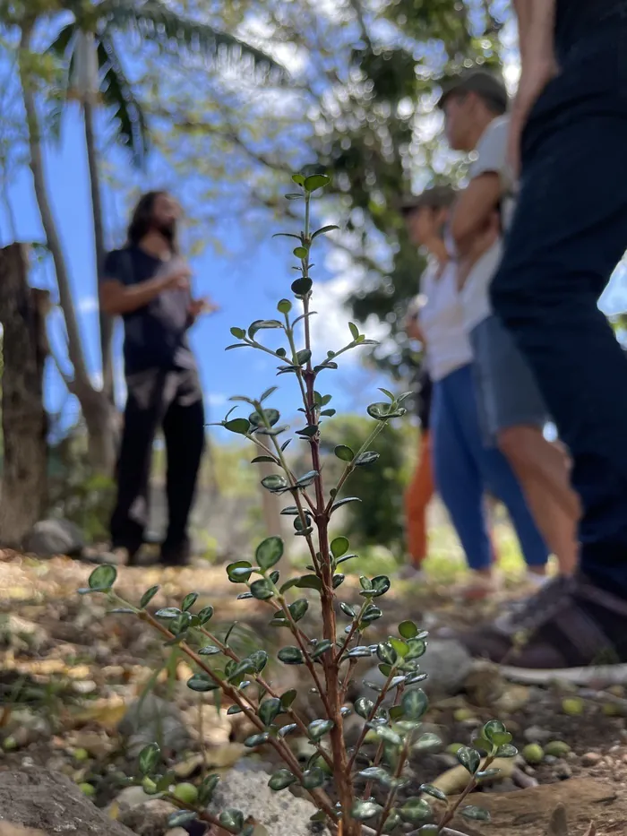 Visite guidée de l'arboretum Thérésien Cadet Université de La Réunion Saint-Denis