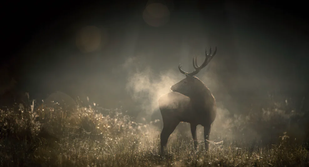 Vincent Munier