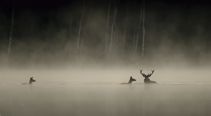 Vincent Munier