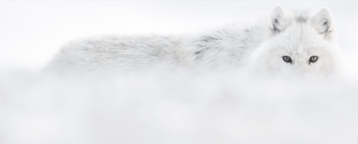 Vincent Munier