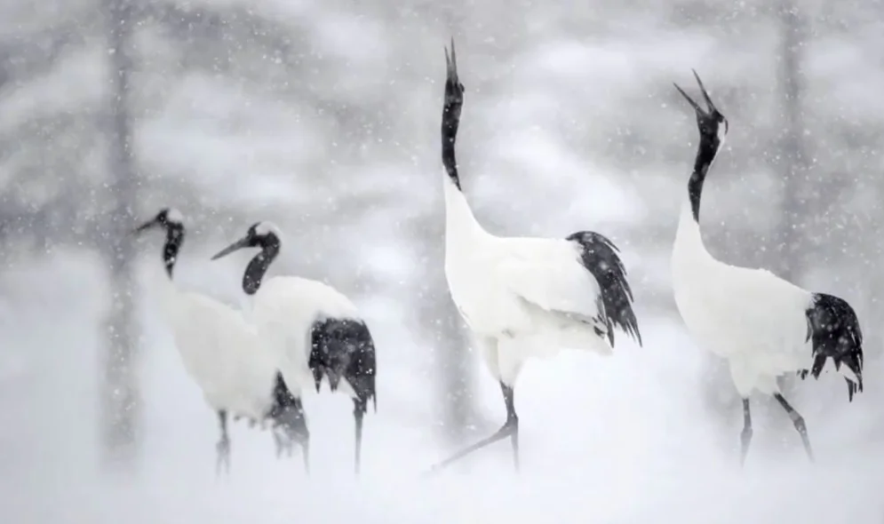 Vincent Munier