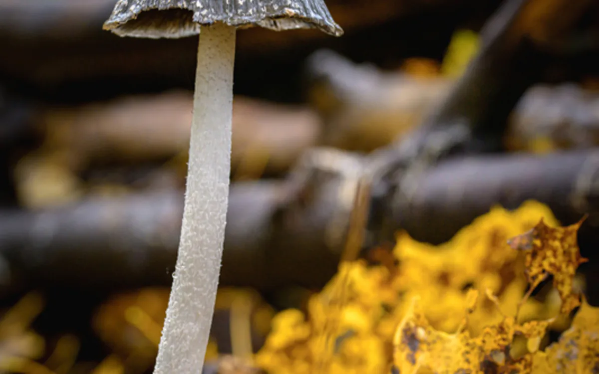 A la découverte des champignons de l'Arborétum Maison Paris Nature Paris