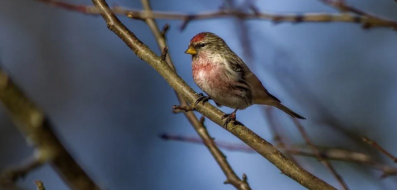 Les oiseaux hivernants