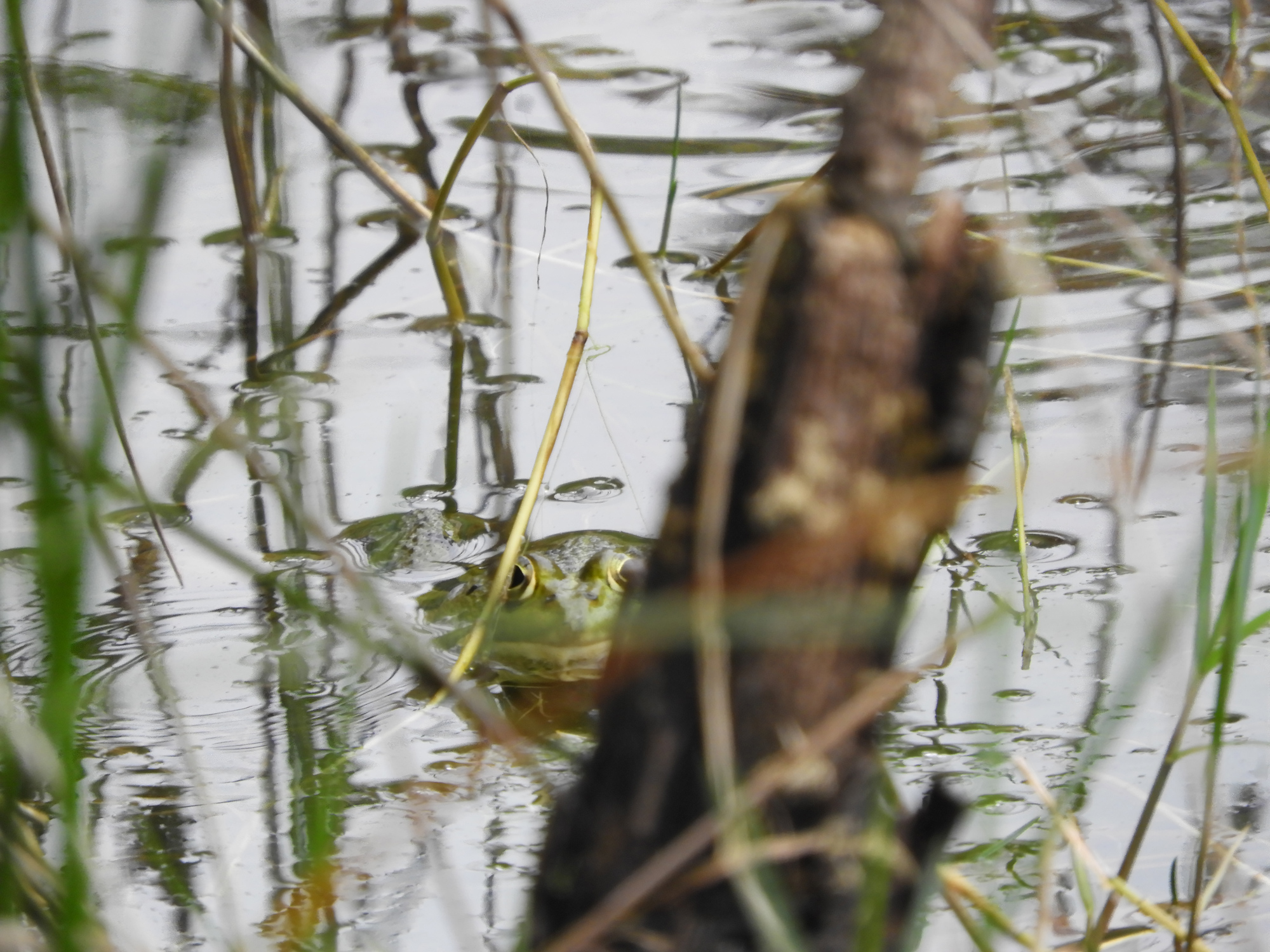 Rencontre biodiversité la mare en automne